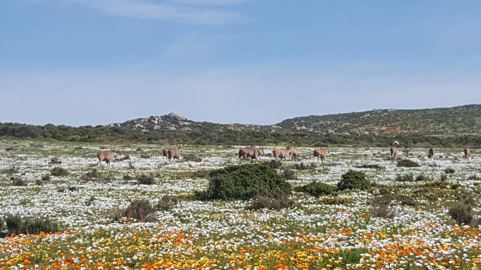 קונסטנטיה Riverside Cottages מראה חיצוני תמונה